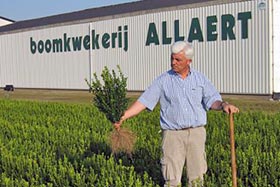Условия произрастания в питомнике Allaert позволяют получать молодые растения с хорошо развитой корневой системой.