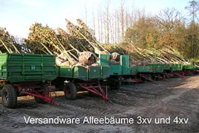 Аллейные деревья 3-4xv, подготовленные к отгрузке питомником Marken.