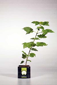 Выращивание молодых растений в Р9 – специализация Бельгийского питомника Vandeputte