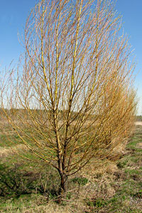 Salix alba Liempde –ива белая пирамидальной формы.