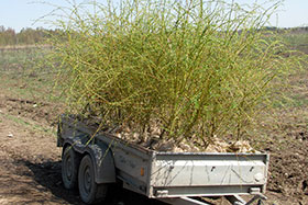 Salix alba Tristis-Vitelline – саженцы  из нашего питомника Гринэри