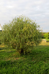 Salix alba Tristis – Vitelline - взрослое дерево в нашем питомнике Гринэри