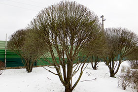 Ива ломкая шаровидная (S. fragilis f. bullata)- зимой в питомнике Гринэри (хорошо видна структура ветвей).