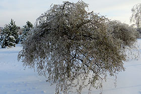 Salix purpurea pendula  привитая на штамбе –  в  питомнике Гринэри после ледяного дождя