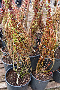 Ива цельнолистная (Salix integra) Hakuro Nishiki  кустовой формы-один из способов уменьшить потери растения после зимы