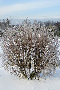 Ива Койота  (Salix exigua) после ледяного дождя.