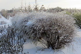 Ива пурпурная  Нана (Salix purpurea nana)- зимой после ледяного дождя