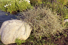 Карликовая серебристая ива называемая, почему-то “Зелёным ковром”, - Salix Repens “Green Carpet”