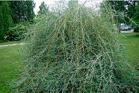 Ива Курайская (Ледебура) (Salix ledebouriana f. Kuraica)-очень медленнорастущее, ранимое растение с крайне тонкими побегами