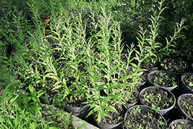 Саженцы ив, выращиваемые из черенков в питомнике Гринэри