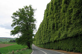 Meikleour Beech Hedges-возможно самая большая в мире живая изгородь из бука (Fagus sylvatica) была посажена осенью 1745 года Её длина 530 метров, а высота 30 метров