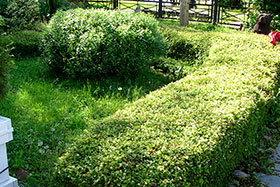 Низкорослая живая изгородь – бордюр – из Стефанандры надрезаннолистной  Incisa Crispa в парке Музеон Москва