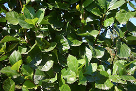 Боярышник сливолистный Crataegus prunifolia отличается гладкой глянцевой листвой