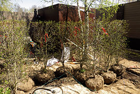 Боярышник сливолистный – готовый элемент живой изгороди формируется в Германии в виде бесштамбового одноствольного дерева