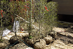 Формирование боярышника в виде одноствольного бесштамбового дерева обеспечивает долговременную эксплуатацию живой изгороди