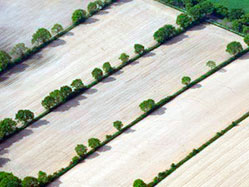 Вид на живые изгороди на валу-Кники с высоты птичьего полета над землями Шлезвик-Гольштейн (Германия)