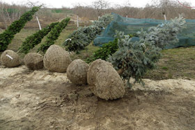 Хвойные деревья подготовлены к отправке из питомника «ГРИНЭРИ» (упаковка корня – ком, сетка)