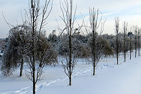 Осина (Populus tremula 'Erecta') в демонстрационном саду питомника «ГРИНЭРИ» (зима)