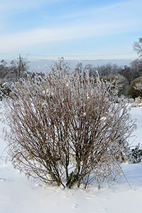 Ива Койота (Salix exigua) в демонстрационном саду питомника «ГРИНЭРИ» (зима)