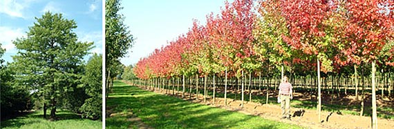       Arbor.