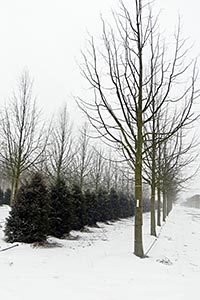  ()   FLL  ENA -             2,2   Hochstamm (.), Standard Tree (.)
