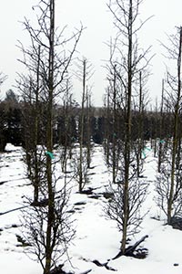 ,    FLL  ENA  « »      Stambusche (.), Feathered Trees (.).
