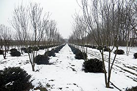  ,    FLL  ENA  Multistem Trees (.), Mehrstammig (.).