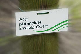   «Emerald Queen»   Bruns     4,       .
