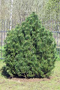       .   Pinus mugo uncinata.