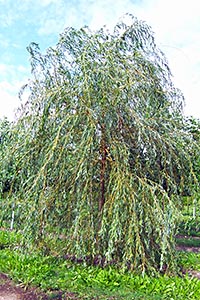  - Salix x sepulcralis Chrysocoma.