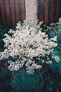 Malus Tina       ENA.