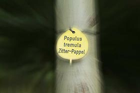  Populus tremula (2  )  Lappen  8     4 . «»  «».