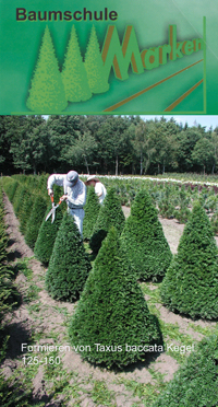 Taxus baccata       Marken