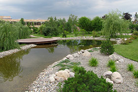      Salix Tristis   