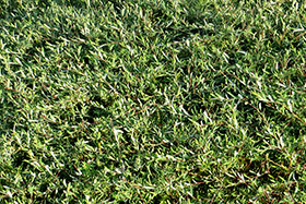 Salix purpurea pendula-   .