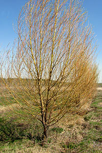 Salix alba Liempde    .