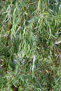  Salix alba Tristis  Vitelline