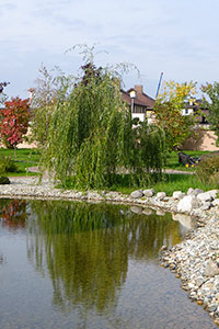  Salix alba Tristis         