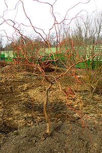 Salix matsudana Tortuosa