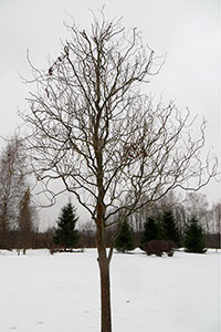       2 -  Salix babylonica var.tortuosa x S. alba var. recticapus-    