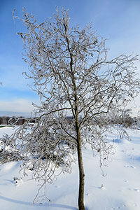       2 -  Salix babylonica var.tortuosa x S. alba var. recticapus-    .