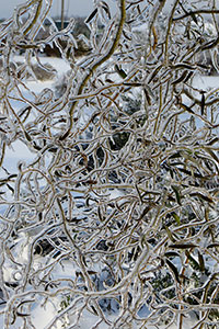       2 -  Salix babylonica var.tortuosa x S. alba var. recticapus-      