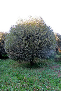    (S. fragilis f. bullata)-     .