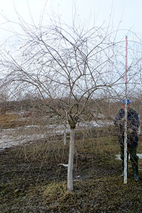 Salix purpurea pendula          