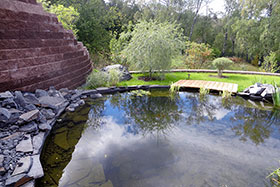 Salix purpurea pendula            