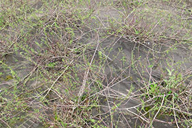 Salix purpurea pendula          