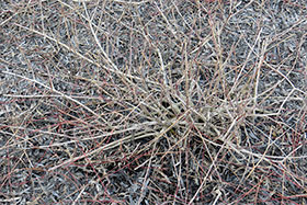 Salix purpurea pendula     3      c3 
