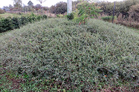 Salix purpurea pendula     5     c3      