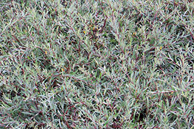 Salix purpurea pendula         .