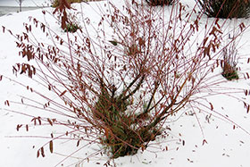  (Salix integra) Hakuro Nishiki   -    